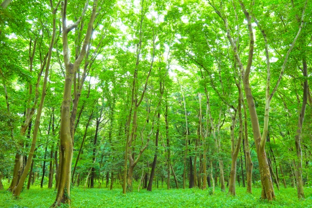 自然の木々がたくさんある爽やかな森の緑