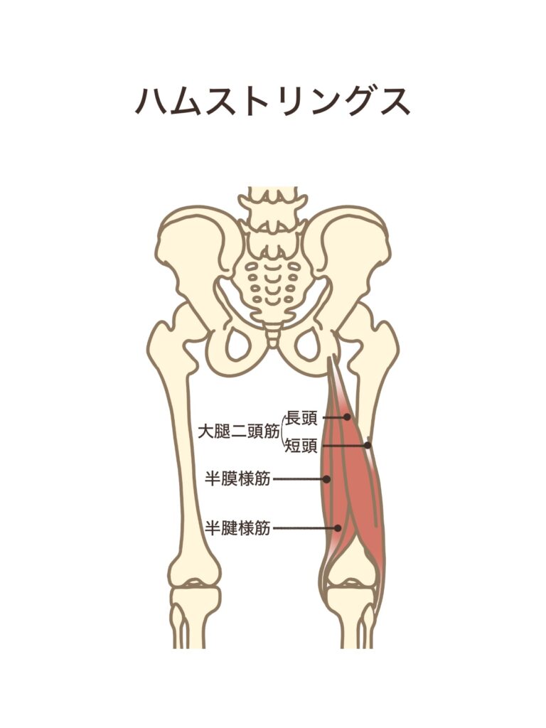ハムストリングスのイラスト
