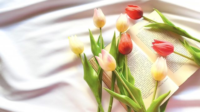 色とりどりのチューリップ